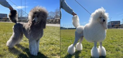 Two images in one, left gray poodle standing outside. left white poodle outside