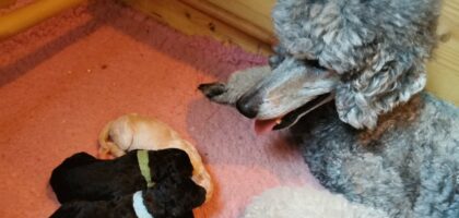 Gray king poodle with puppies in front of her