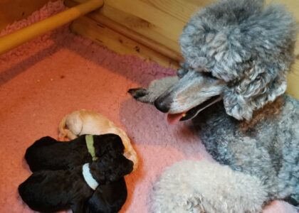 Gray king poodle with puppies in front of her