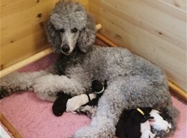 Gray poodle with 8 puppies some white some black newborns eating